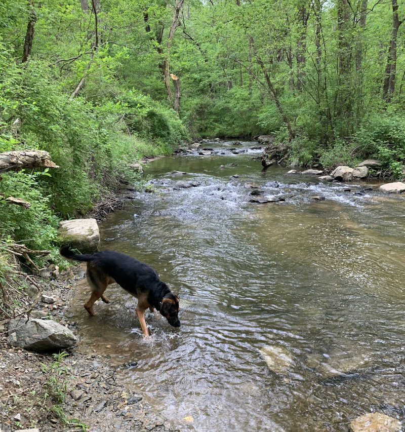 Dog drinking from a stream in Sweet Run State Park